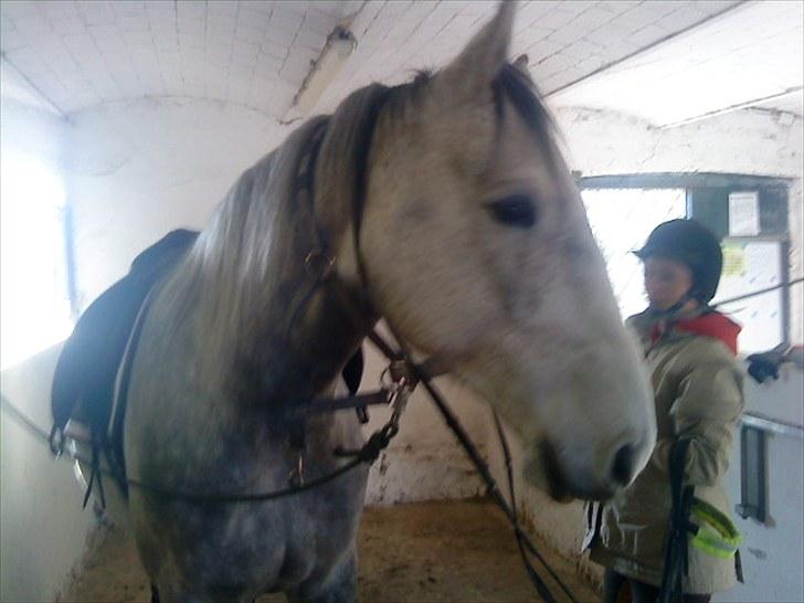 Holstener Rocky billede 13