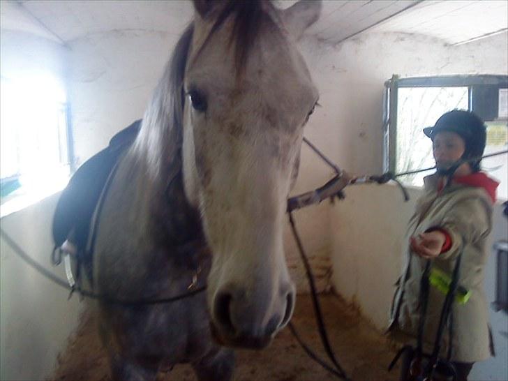 Holstener Rocky billede 14