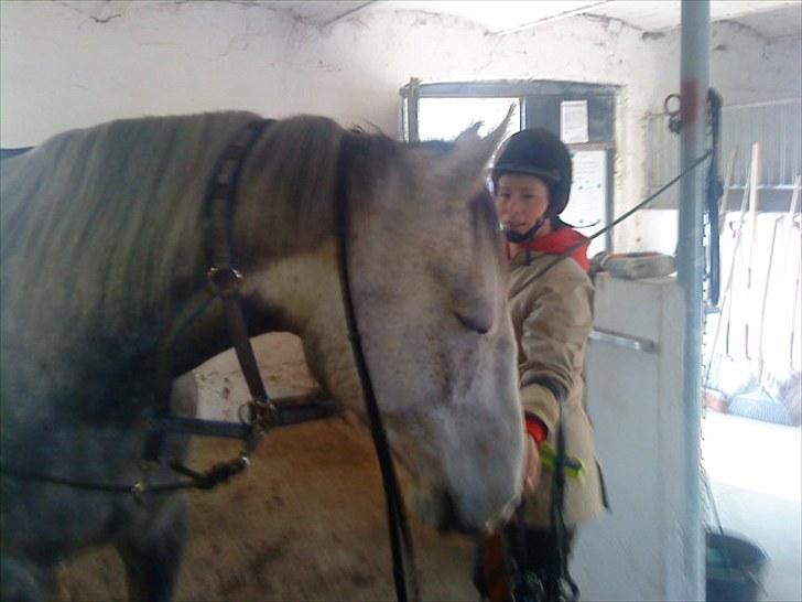 Holstener Rocky billede 15