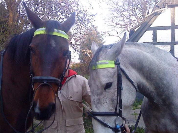 Holstener Rocky billede 16