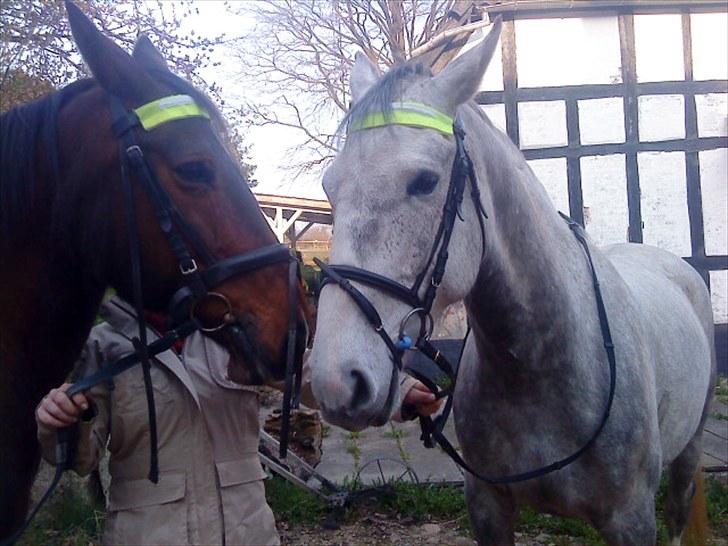 Holstener Rocky billede 17