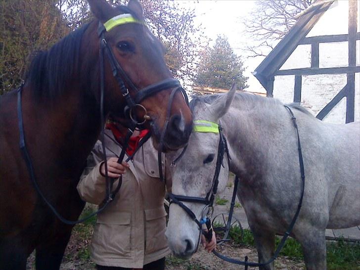 Holstener Rocky billede 18