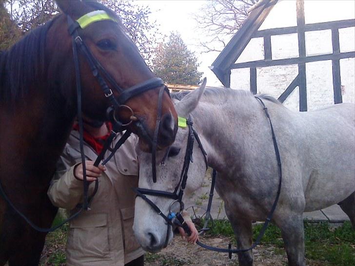 Holstener Rocky billede 19