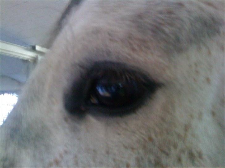 Holstener Rocky billede 20