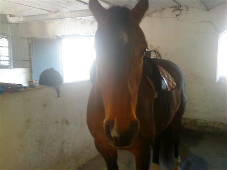 Oldenborg Tequila Sunrise billede 9