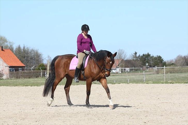 Holstener Sir Sirocco billede 2