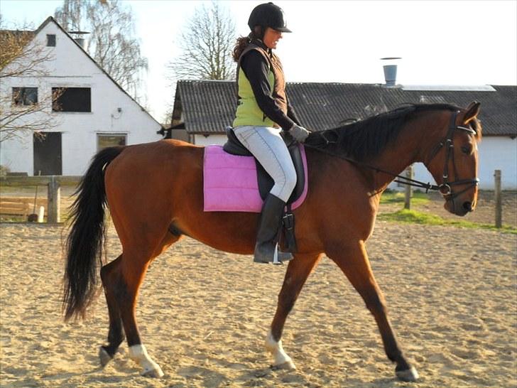 Holstener Sir Sirocco - Næsten første gang mor er oppe og sidde på ham ;) billede 3