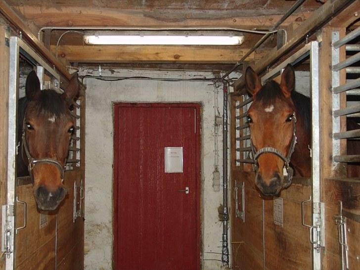 Holstener Sir Sirocco - Mor Coco (til venstre) Sirocco (til højre) Hvil i fred elskede Coco! billede 4