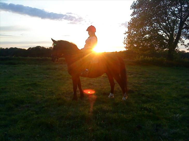 Oldenborg Tequila Sunrise billede 16