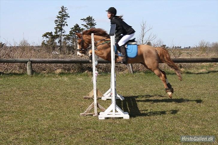 Anden særlig race Prettyboy Findus (LÅNTE)  - hodsager stævne d.24/04-10   han var perfekt!i; billede 18