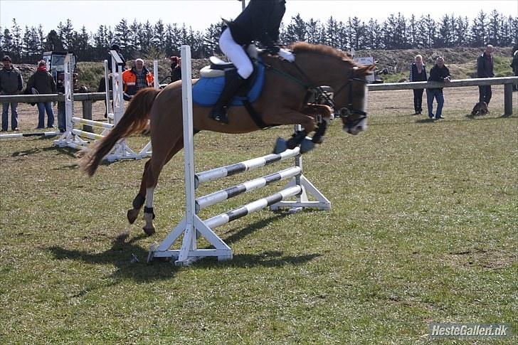 Anden særlig race Prettyboy Findus (LÅNTE)  - hodsager stævne d.24/04-10 billede 20