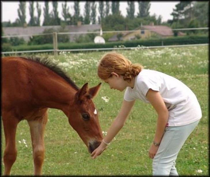 Holstener Sir Sirocco billede 5