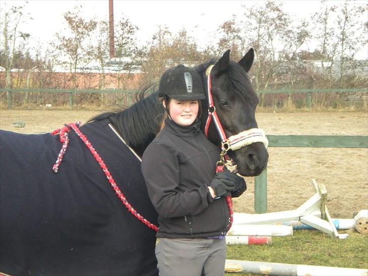 Welsh Cob (sec D) Holly - holly og mig <3 billede 12