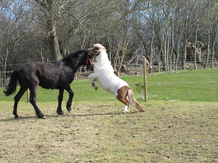 Shetlænder Hugo - jeg spiser dig, og jeg er større end dig... ik? billede 7