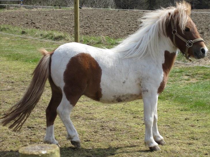 Shetlænder Hugo billede 8