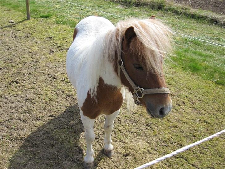 Shetlænder Hugo billede 9