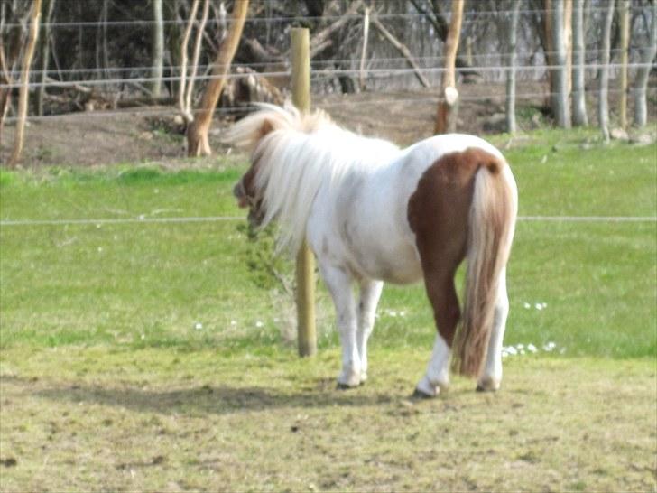 Shetlænder Hugo billede 10