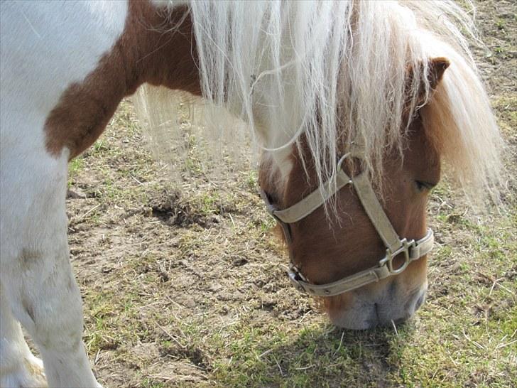 Shetlænder Hugo billede 11