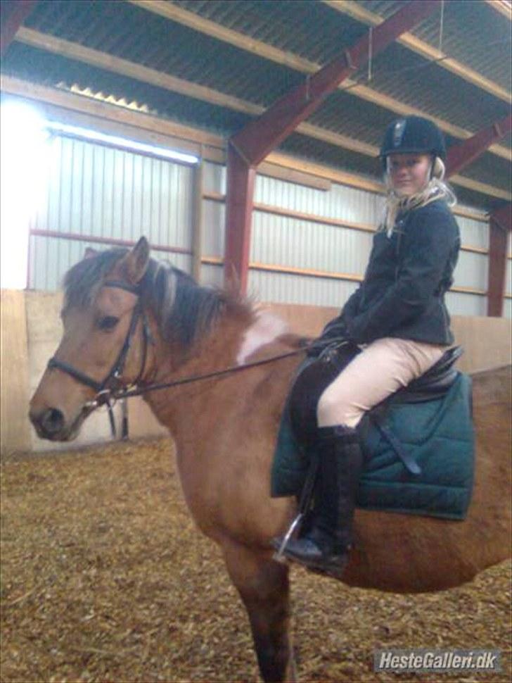 Anden særlig race Fredlyen`s Tulle<3(Red) billede 4