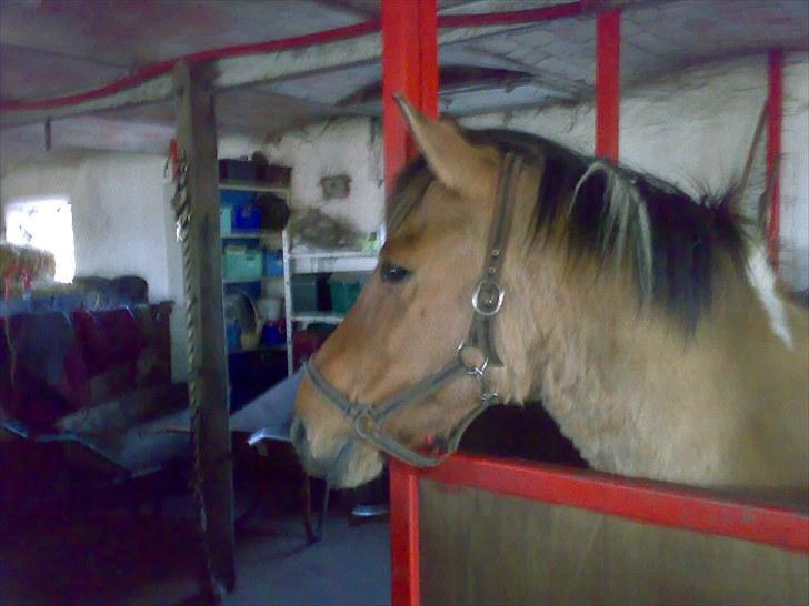 Anden særlig race Fredlyen`s Tulle<3(Red) billede 5