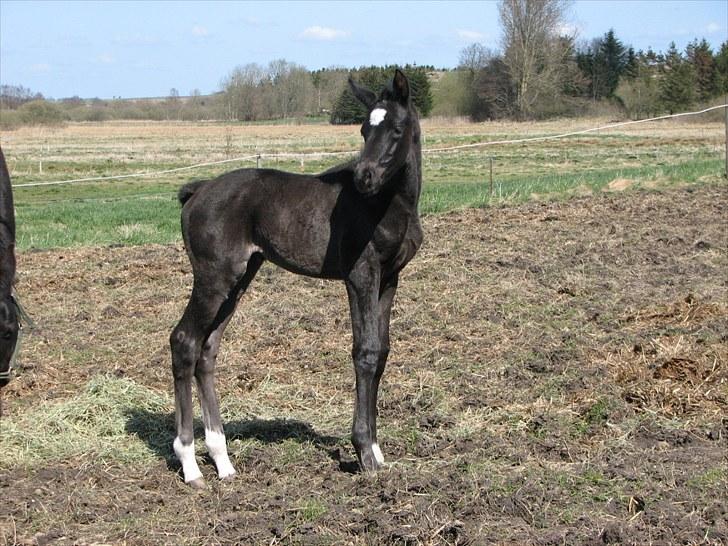 Dansk Varmblod Pompeia billede 1