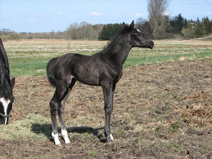 Dansk Varmblod Pompeia billede 2