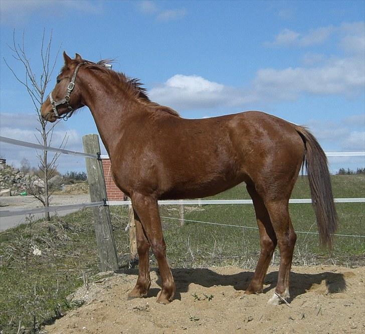 Dansk Varmblod Zelina Z - APRIL 2010 billede 14