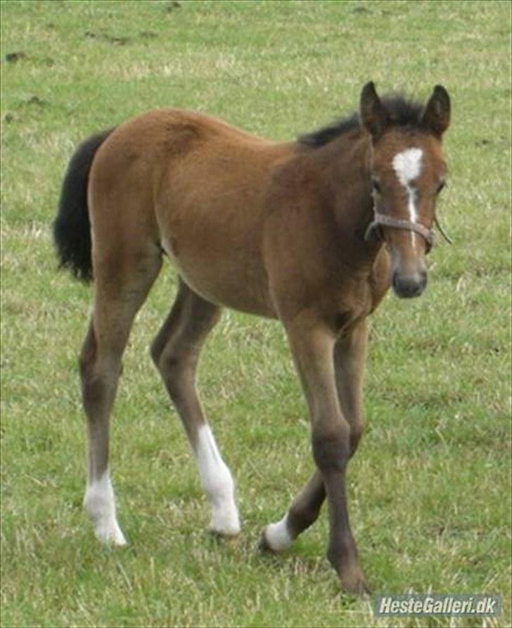 Anden særlig race Cara - SOLGT billede 15