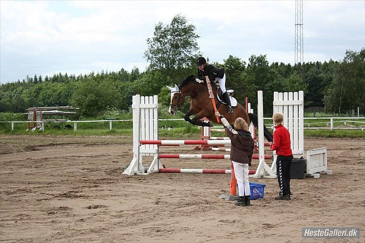 Dansk Varmblod Mew Town Himmelhest  - Ørsted 13/6 10 delt første plads og fejlfri sløjfe billede 2