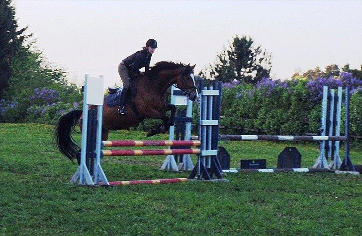 Dansk Varmblod Mew Town Himmelhest  - træning maj 2011 billede 4