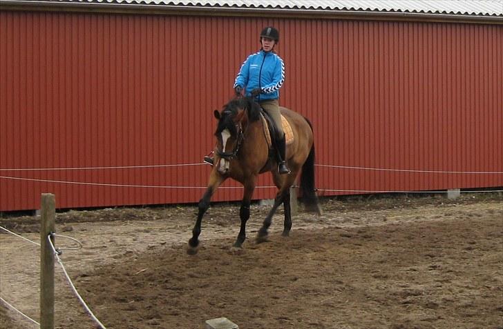 Dansk Varmblod Mew Town Himmelhest  - 2010 billede 5