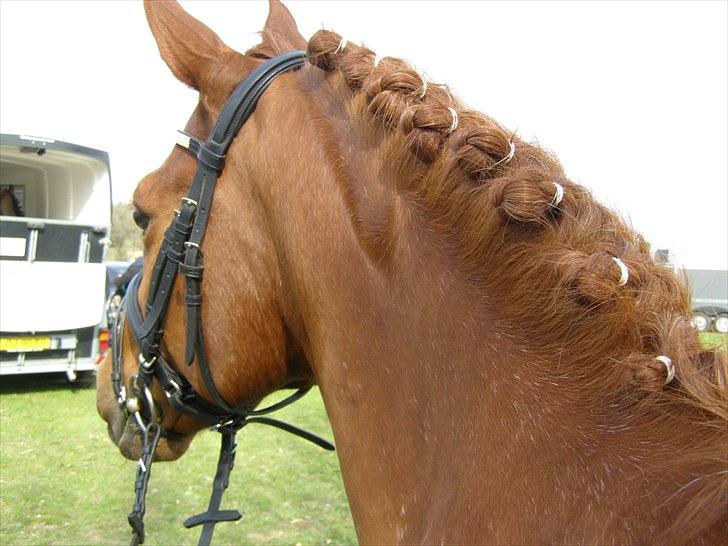 Tysk Sportspony Monte Christo(Solgt) - Smuksakken´s rosenknopper :D i kolding d. 25 april 2010 billede 9