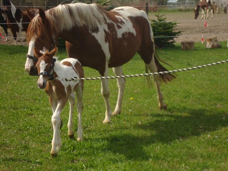 Pinto Svalebos Red Bull SOLGT   - Lidt i snor - har svært ved at se hegnet   billede 9