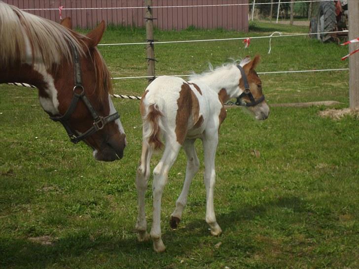 Pinto Svalebos Red Bull SOLGT   billede 10