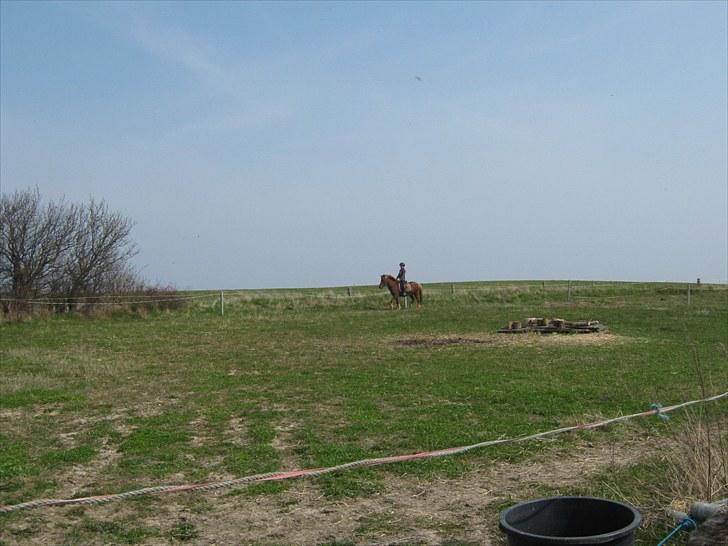 Islænder Thor fra Quistgård billede 2