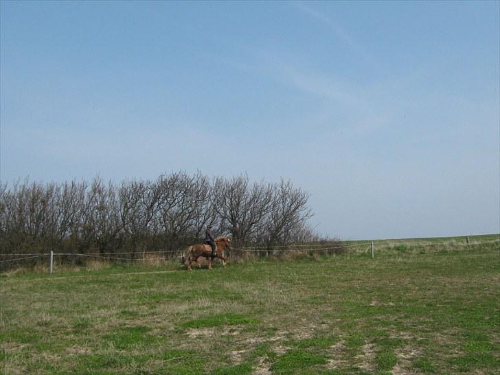 Islænder Thor fra Quistgård billede 3