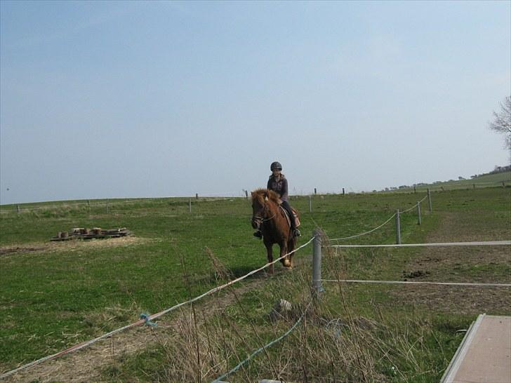 Islænder Thor fra Quistgård - thor´bassen billede 4