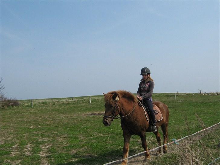 Islænder Thor fra Quistgård billede 5