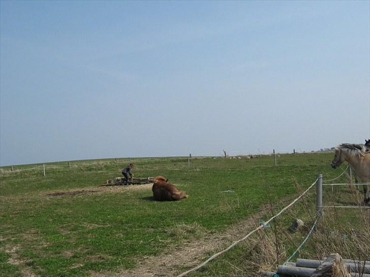 Islænder Thor fra Quistgård - han for sig lige en rulle tur efter en ridetur billede 6