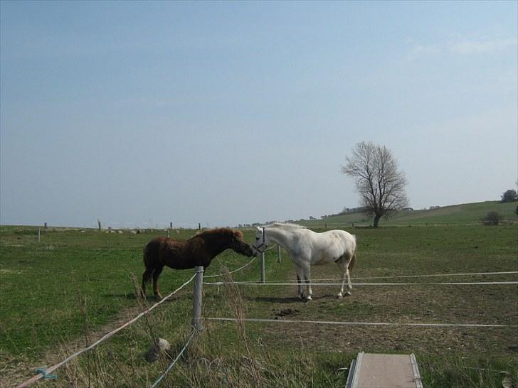 Islænder Thor fra Quistgård - hej med dig Max billede 7
