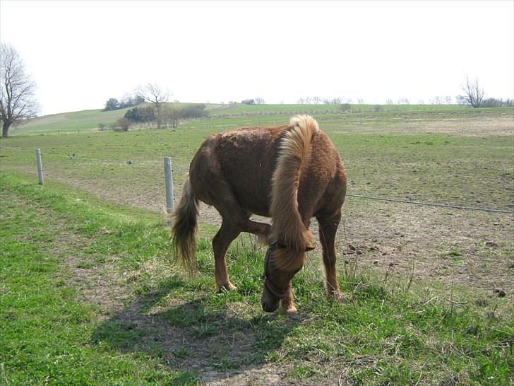 Islænder Thor fra Quistgård - uhh det klør billede 8