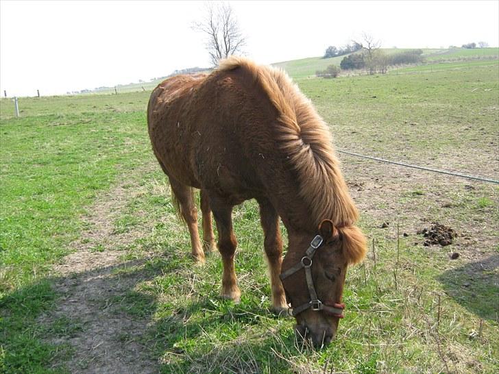 Islænder Thor fra Quistgård billede 9