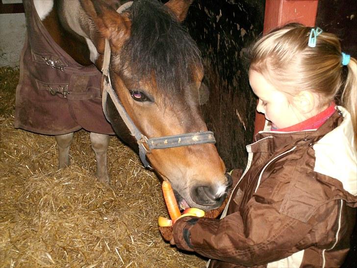 Pinto Spirit - Spirit´s 5 års fødselsdag fejres selvfølgelig med rugbrødslagkage :o) billede 12