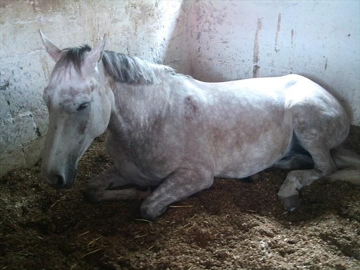 Anden særlig race Grey Girl - Grå tager sig en lille slapper :) tror hun er lidt træt efter stævnet dagen forinden? :D  billede 17