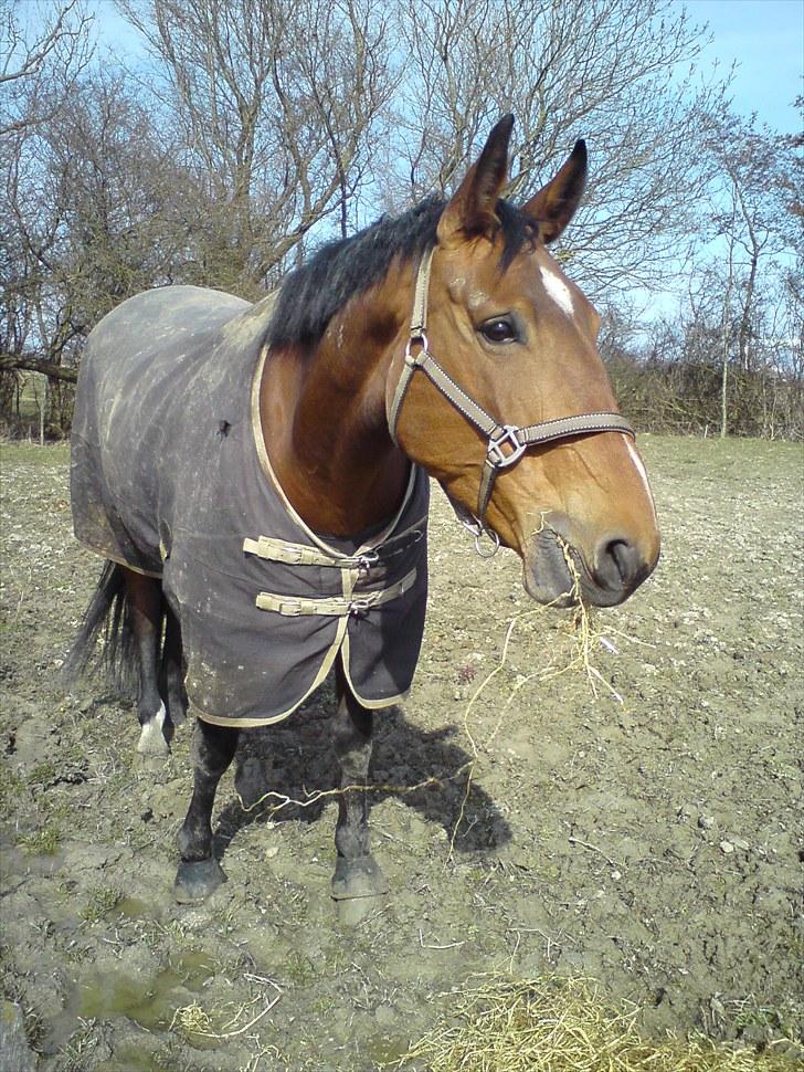 Dansk Varmblod chateau - påsken 2010 var hjemme på ferie. billede 18
