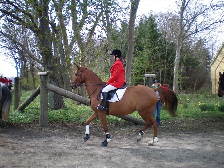Palomino Kandiz - Så begynder jagten på Gyldensteen <3 billede 17