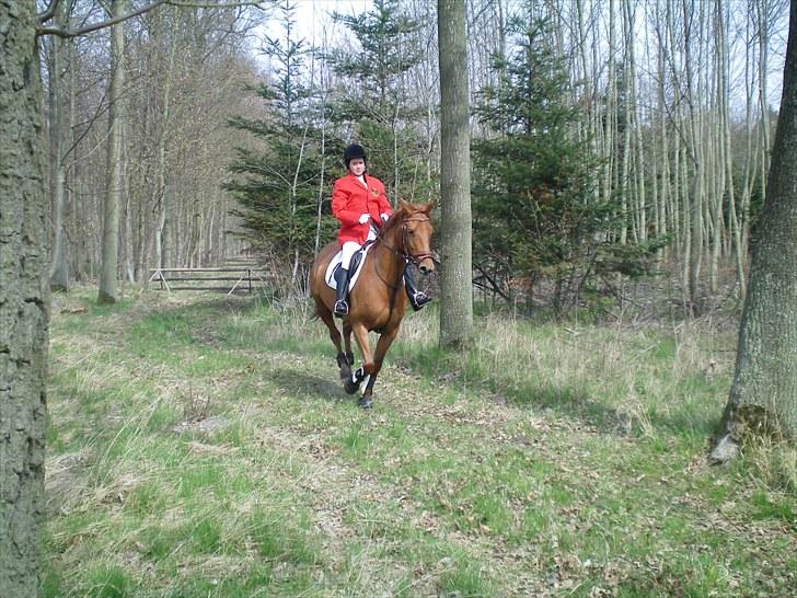 Palomino Kandiz - Har lige sprunget <3 billede 19