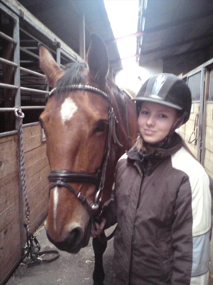 Dansk Varmblod chateau - vinter 2010. på vestbirk ridecenter. billede 20