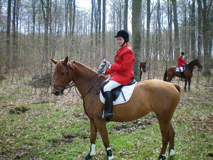 Palomino Kandiz - min dejlige kandiz<3 billede 20