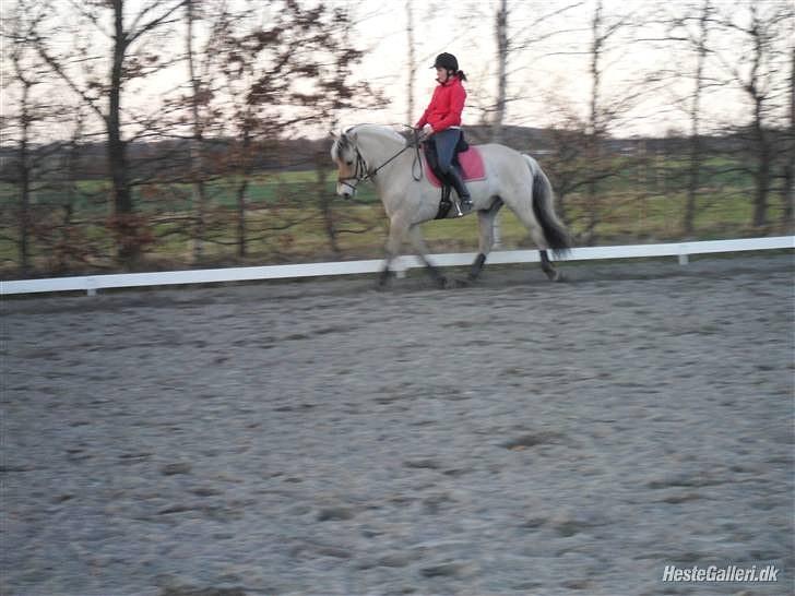 Fjordhest logo vinstrup - min flotte fjordhest billede 1